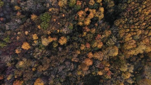 Full frame shot of moss growing on tree trunk