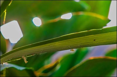 Close-up of illuminated plant against sky