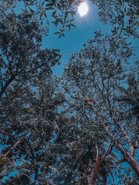 Low angle view of trees against sky during winter