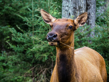 Close-up of deer on field