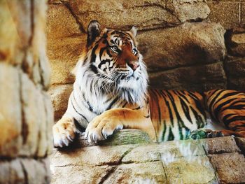 Close-up of tiger in zoo