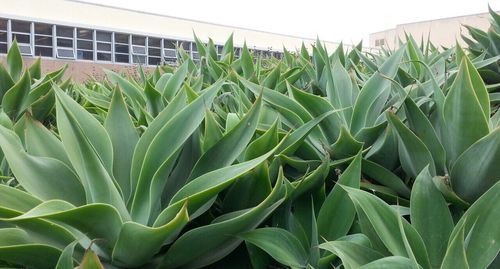 Plants growing in pond