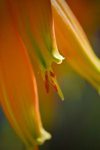 Close-up of orange rose flower