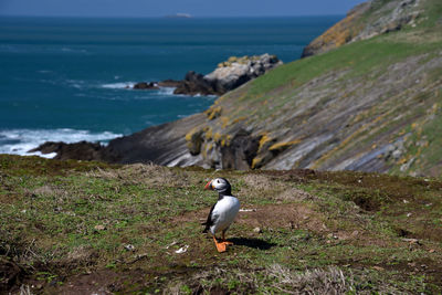 High angle view of bird on beach