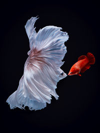 Close-up of jellyfish against black background