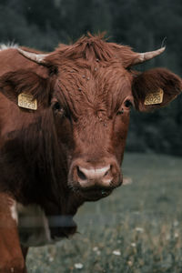 Close-up portrait of cow