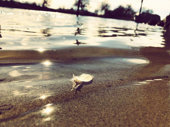 Close-up of crab on beach