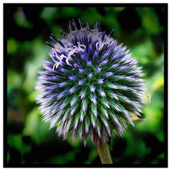 Close-up of thistle blooming outdoors