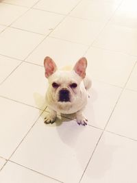 Portrait of dog on floor