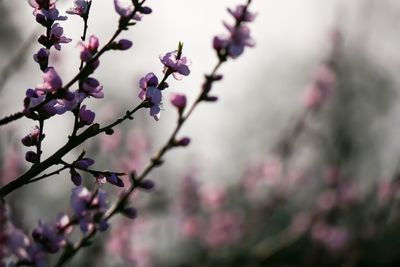 Close-up of cherry blossoms on branch