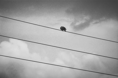 Low angle view of birds flying against sky