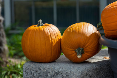 Close-up of pumpkin on pumpkins during autumn