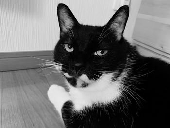 Close-up portrait of black cat at home