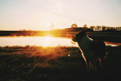 Dog looking at sunset
