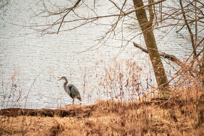 Bird perching on a tree