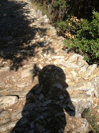 Trees growing on rocks