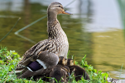 Duck family - little ducks warm up under mother duck