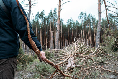 Tornado storm damage. fallen pine trees in forest after storm. man removes branches of fallen trees, 