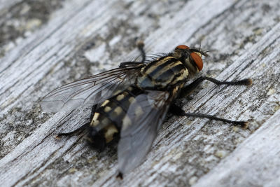 Close-up of housefly on wood