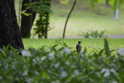 View of a cat on grass