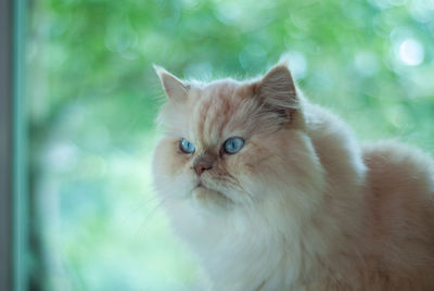 Close-up portrait of cat