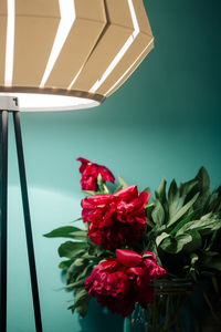 Close-up of red flowers on table