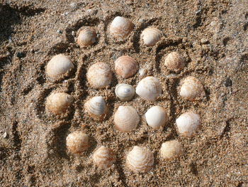 Directly above shot of seashells on sand