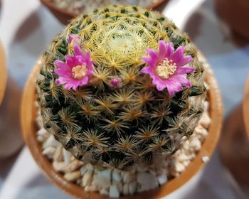 Close-up of pink cactus flower pot