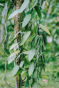 Closeup of branch hanging outdoors