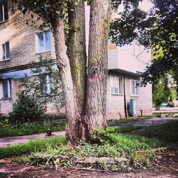 building exterior, architecture, built structure, tree, house, tree trunk, residential structure, grass, growth, residential building, branch, day, outdoors, sunlight, window, plant, building, no people, lawn, front or back yard