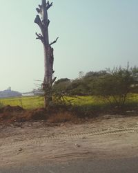 Trees on field against clear sky