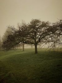 Trees on field against sky