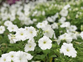 Close-up of white flowers blooming outdoors