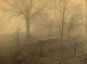 Bare trees on landscape during foggy weather