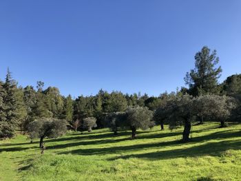 Trees on field against clear sky