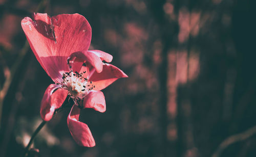 Close-up of red flowering plant