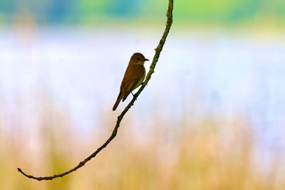 Close-up of bird perching on branch