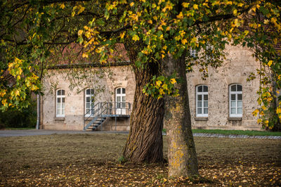 Tree by house against plants