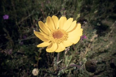 Close-up of yellow flower on field