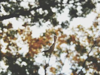 Low angle view of eagle flying against sky