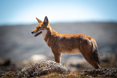 The rarest canid, the endemic ethiopian wolf isa highly endangered species numbering below 500