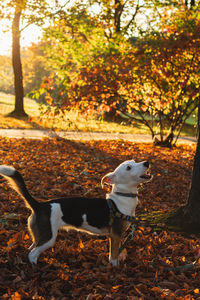 View of dog on leaves during autumn