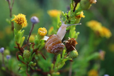 Close-up of flowering plant