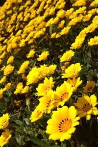 Close-up of yellow flowers blooming in field