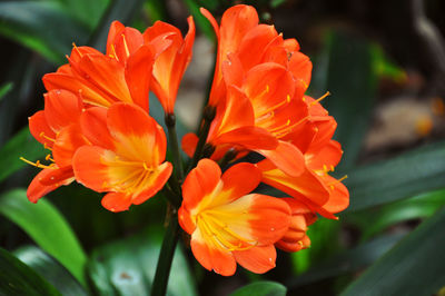 Close-up of orange rose flower