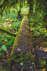 Dirt road amidst trees in forest