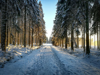 Road amidst trees in forest