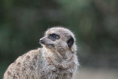 Close-up of meerkat looking away