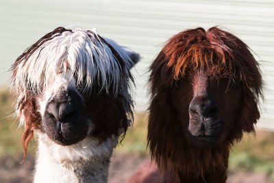 Close-up portrait of lamas