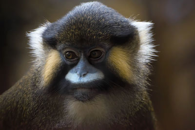 Moustached monkey portrait in low light.close up face.